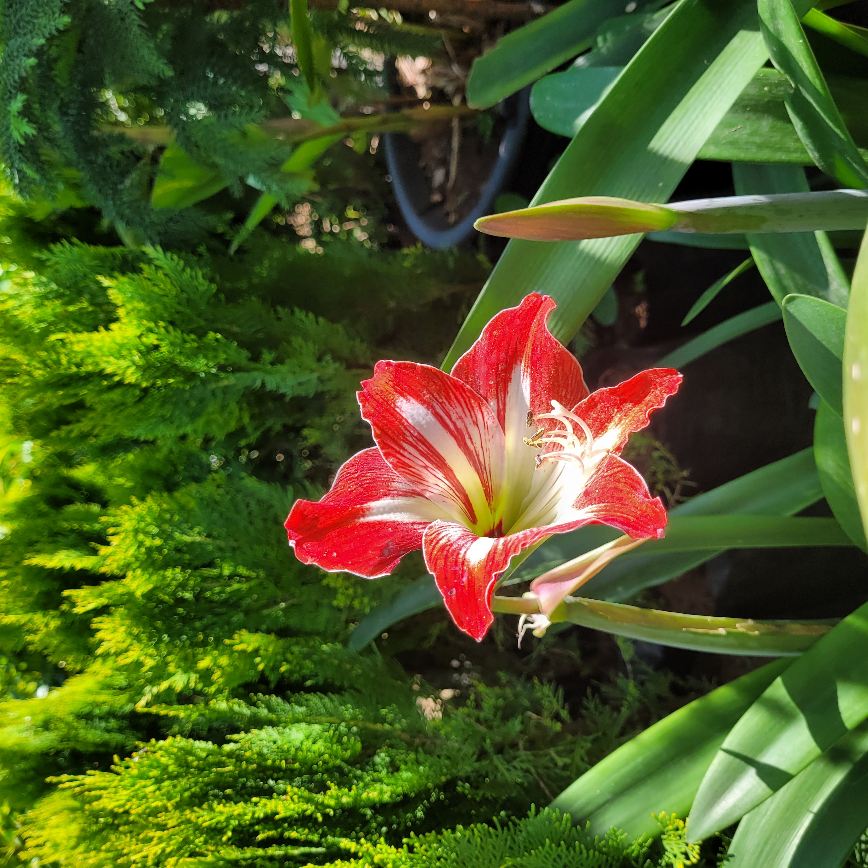 Plante Verte